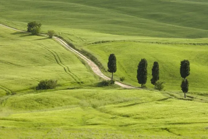 Framed Print : Italy, Tuscany. A country road meanders through lush green fields Framed Print : Italy, Tuscany. A country road meanders through lush green fields