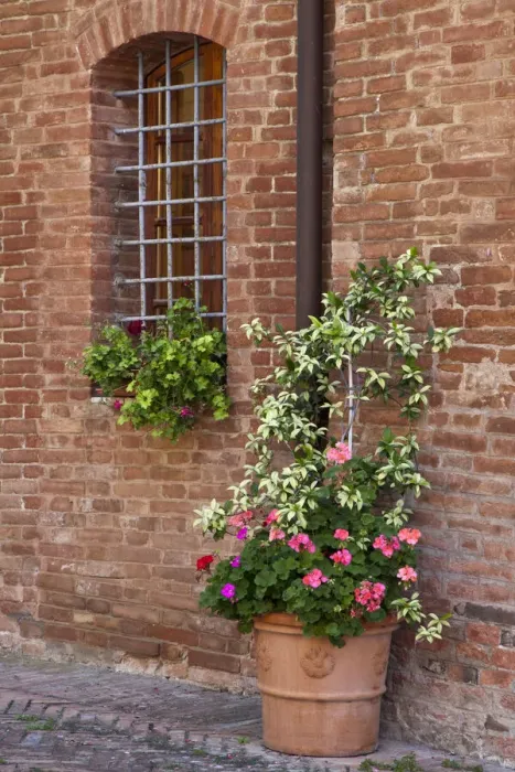 Framed Print : Italy, Tuscany, Crete Senesi, Asciano. Street scene with potted flowers near the entrance of a home in the hill town of Asciano