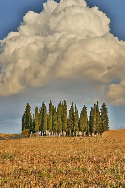 Italy, Tuscany. Cypress grove and towering cloud formation