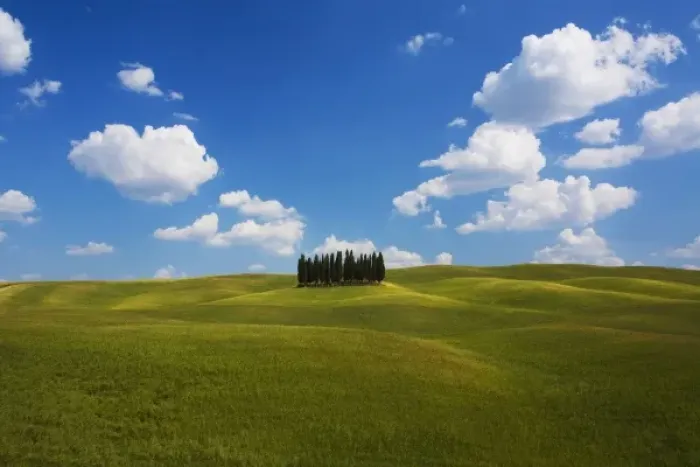 Framed Print : Italy, Tuscany, Cypress Trees on the hillside Framed Print : Italy, Tuscany, Cypress Trees on the hillside