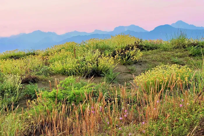 Framed Print : Italy, Tuscany, dunes at dusk during blooming season. Apuan Alps in the far background Framed Print : Italy, Tuscany, dunes at dusk during blooming season. Apuan Alps in the far background