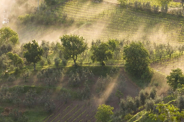 Italy, Tuscany, Fog wafts through trees below Montalcino
