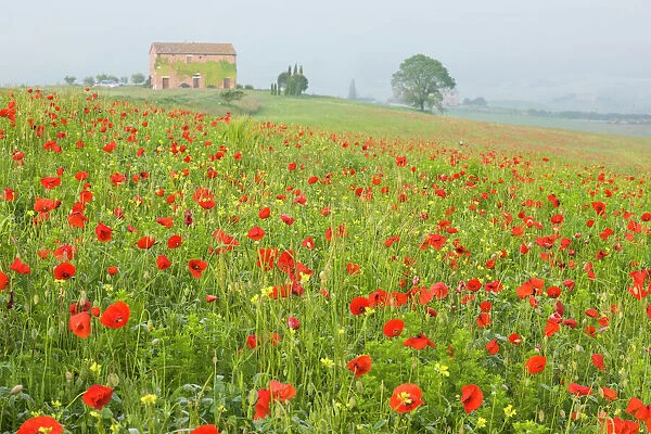 Italy, Tuscany. A foggy morning amidst a field of poppies