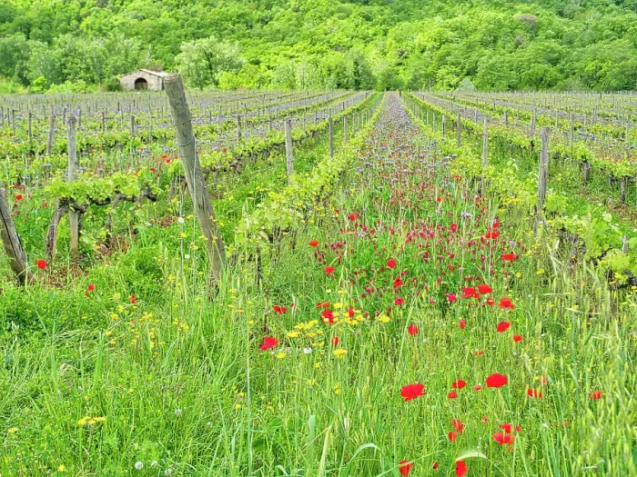 Framed Print : Italy, Tuscany. Fresh Spring vineyards with wildflowers Framed Print : Italy, Tuscany. Fresh Spring vineyards with wildflowers