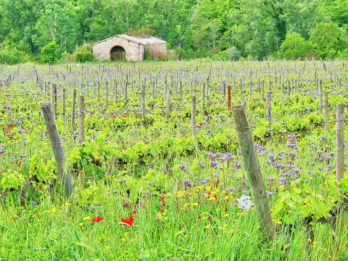 Framed Print : Italy, Tuscany. Fresh Spring vineyards with wildflowers Framed Print : Italy, Tuscany. Fresh Spring vineyards with wildflowers