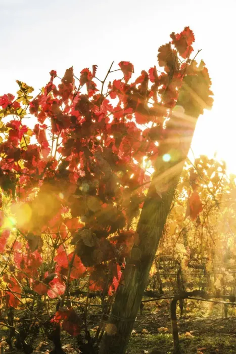 Framed Print : Italy, Tuscany. Grape vines with autumn leaves