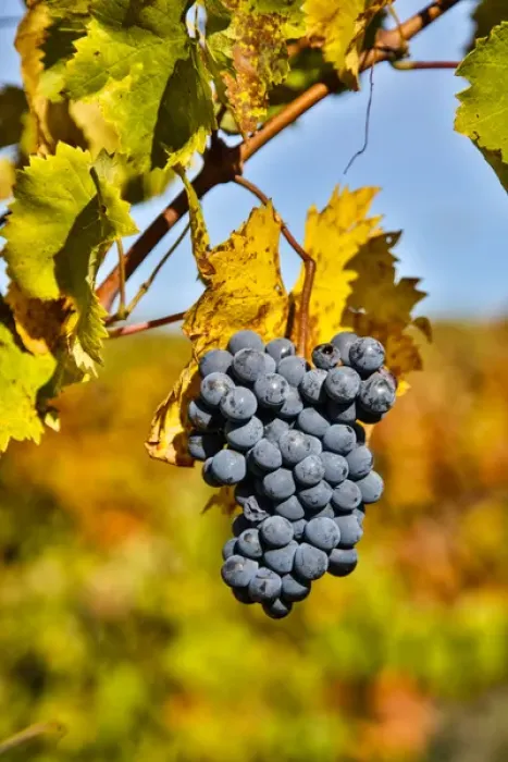 Framed Print : Italy, Tuscany, Grapes Past Harvest