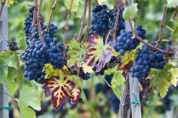 Italy, Tuscany. Grapes on the vine in a vineyard in Tuscany