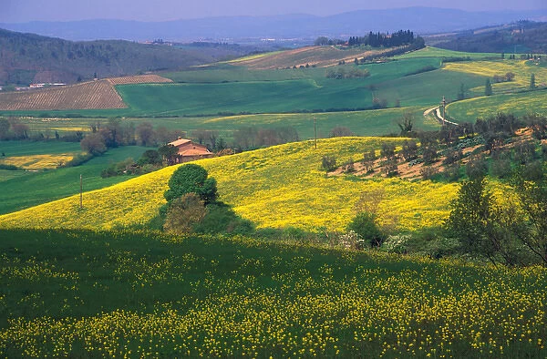 Italy, Tuscany, Green rolling hills covered with yellow flowers