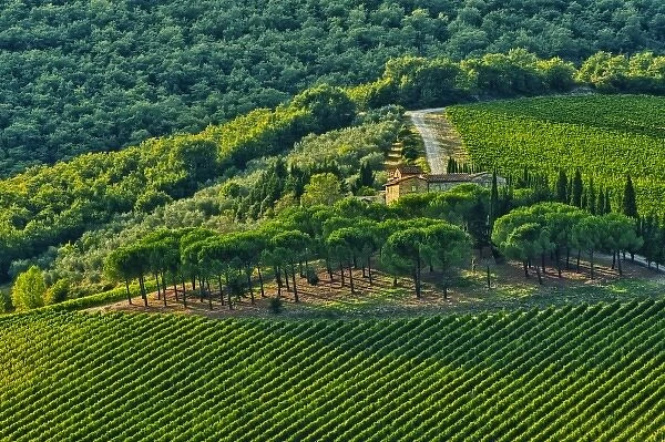 Italy, Tuscany, Greve. Late summer wine scenes along Tuscanys famed Via Chiantigiana