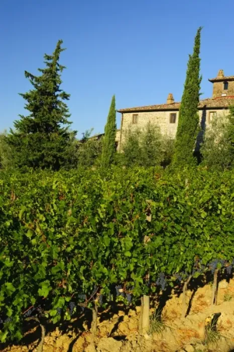 Framed Print : Italy, Tuscany, Greve. Late summer wine scenes from Villa Vignamaggio in Tuscany