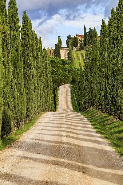 Italy, Tuscany hills and cypress trees
