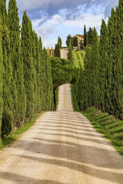 Framed Print : Italy, Tuscany hills and cypress trees Framed Print : Italy, Tuscany hills and cypress trees