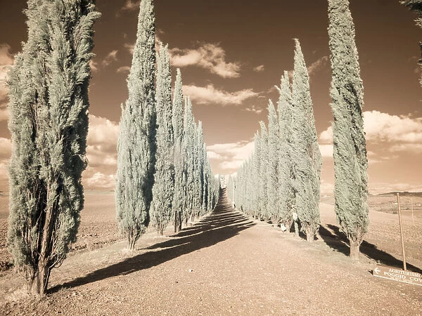 Italy, Tuscany. Infrared image of long row of cypress in Tuscany