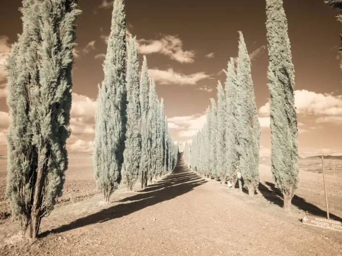 Framed Print : Italy, Tuscany. Infrared image of long row of cypress in Tuscany