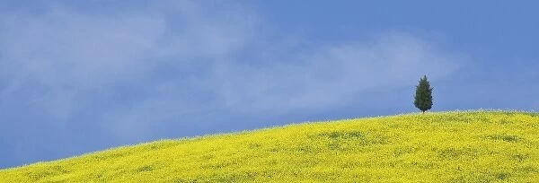 Italy, Tuscany. Lone cypress tree grows on a hill covered by blooming canola