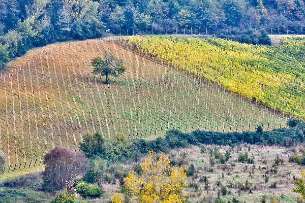 Italy, Tuscany, Lone Tree