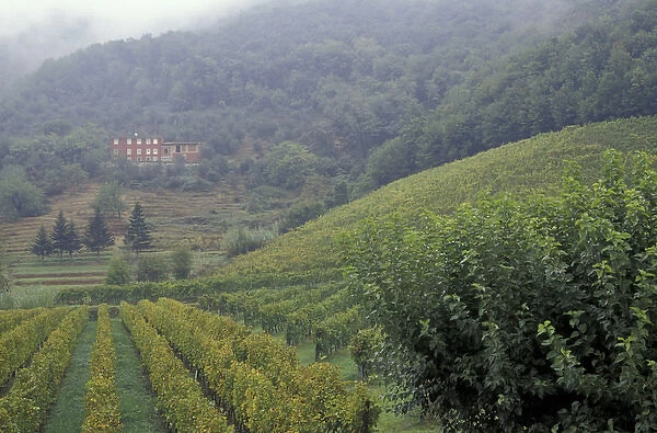 Italy, Tuscany, Lucca Vineyard and red farmhouse
