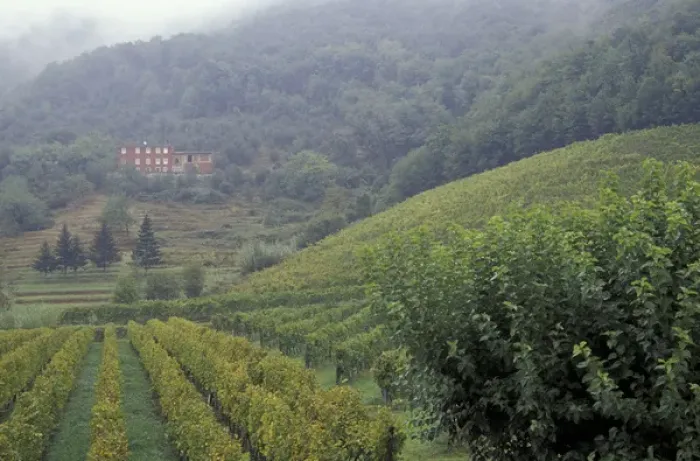 Framed Print : Italy, Tuscany, Lucca Vineyard and red farmhouse Framed Print : Italy, Tuscany, Lucca Vineyard and red farmhouse