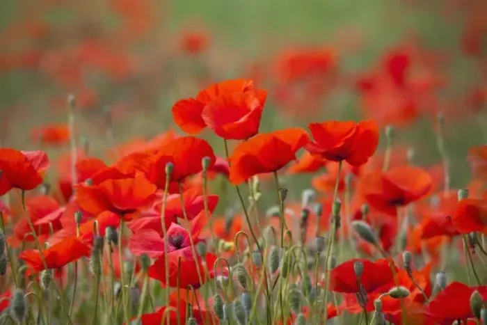 Framed Print : Italy, Tuscany, Mass of Summer Poppies in Tuscany