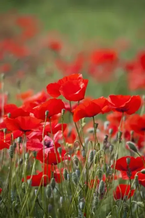 Framed Print : Italy, Tuscany, Mass of Summer Poppies in Tuscany Framed Print : Italy, Tuscany, Mass of Summer Poppies in Tuscany