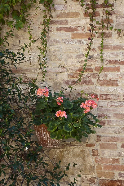 Italy, Tuscany, Montepulciano. Geranium growing in a pot against an old brick building in the hill town of Montepulciano