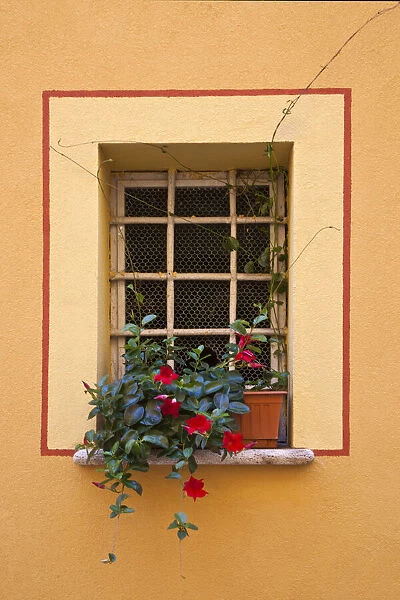 Italy, Tuscany, Montepulciano. Potted plant on a windowsill in the hill town of Montepulciano