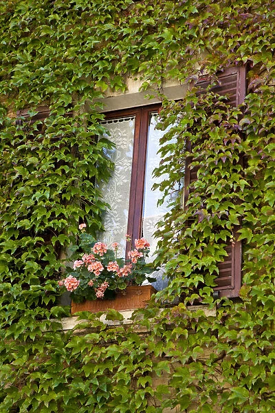 Italy, Tuscany, Montepulciano. Window surrounded by ivy with a pot of geraniums in the hill town of Montepulciano