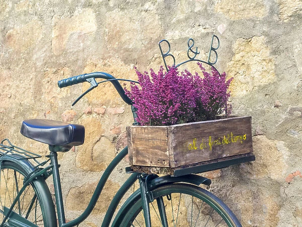 Italy, Tuscany, Monticchiello. Bicycle with bright pink heather in the basket