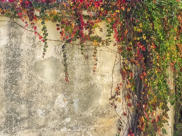 Italy, Tuscany, Monticchiello. Red ivy covering the walls of the buildings