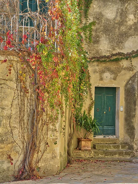 Italy, Tuscany, Monticchiello. Red ivy covering the walls of the buildings