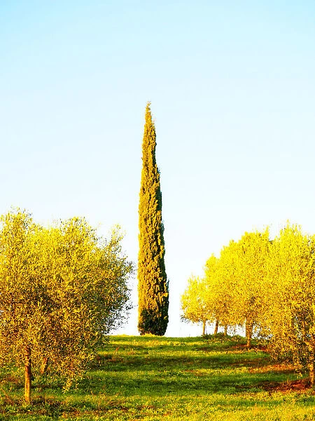 Italy, Tuscany. Morning light in olive groves
