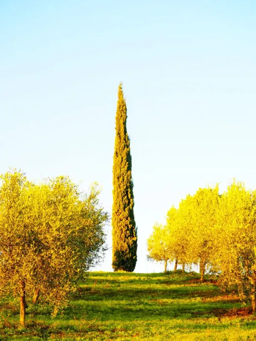 Framed Print : Italy, Tuscany. Morning light in olive groves Framed Print : Italy, Tuscany. Morning light in olive groves