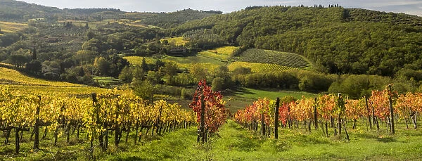 Italy, Tuscany. Panoramic view of a colorful vineyard in the Tuscan landscape