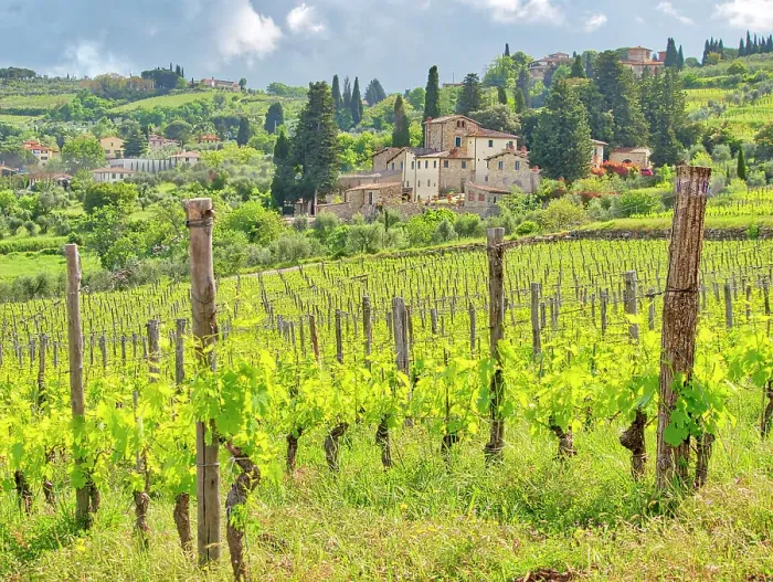 Framed Print : Italy, Tuscany, Panzano. Spring green of the vineyards
