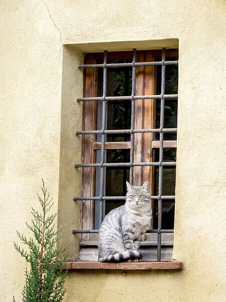 Italy, Tuscany, Pienza. Cat sitting on a window ledge along the streets