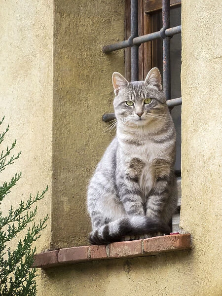 Italy, Tuscany, Pienza. Cat sitting on a window ledge along the streets