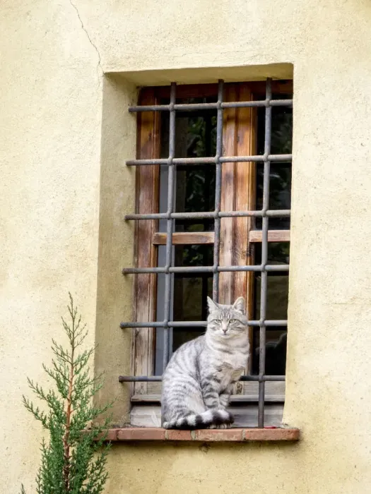 Framed Print : Italy, Tuscany, Pienza. Cat sitting on a window ledge along the streets Framed Print : Italy, Tuscany, Pienza. Cat sitting on a window ledge along the streets