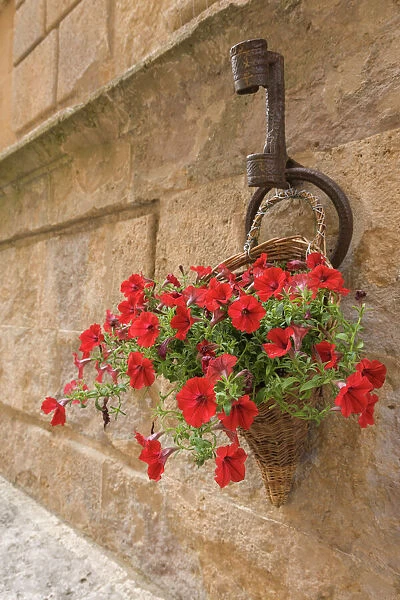 Italy, Tuscany, Pienza. Colorful petunias spill from a basket on a stone wall