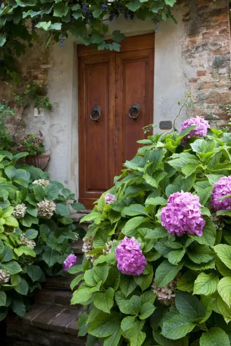 Framed Print : Italy, Tuscany, Pienza. Hydrangeas at the entrance of a home in the streets of Pienza Framed Print : Italy, Tuscany, Pienza. Hydrangeas at the entrance of a home in the streets of Pienza