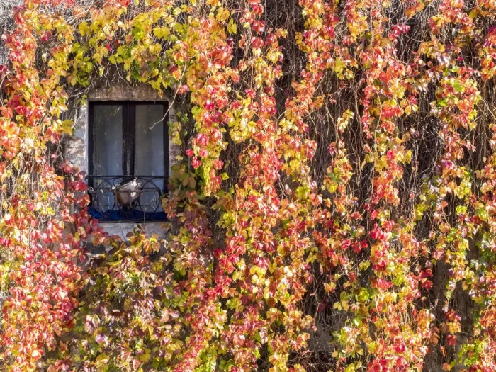 Framed Print : Italy, Tuscany, Pienza. Ivy covered wall along the streets