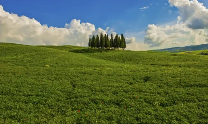 Framed Print : Italy, Tuscany, Pines, Hillside Framed Print : Italy, Tuscany, Pines, Hillside
