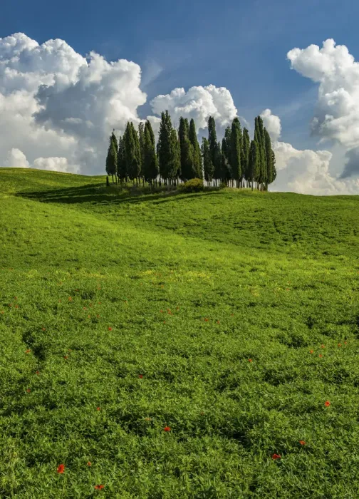 Framed Print : Italy, Tuscany, Pines, Hillside Framed Print : Italy, Tuscany, Pines, Hillside
