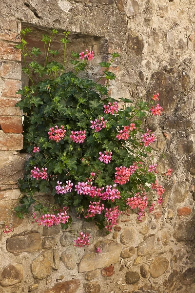 Italy, Tuscany. Pink ivy geraniums blooming in a window in Tuscany