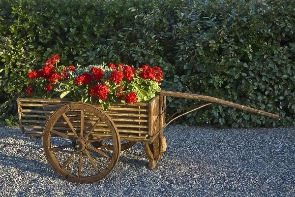 Italy, Tuscany. Red geraniums spill out of an old wooden cart