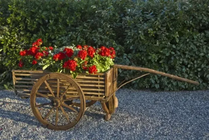 Framed Print : Italy, Tuscany. Red geraniums spill out of an old wooden cart