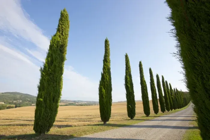 Framed Print : Italy, Tuscany. Road and cypress trees. Credit as: Gilles Delisle / Jaynes Gallery / DanitaDelimont Framed Print : Italy, Tuscany. Road and cypress trees. Credit as: Gilles Delisle / Jaynes Gallery / DanitaDelimont