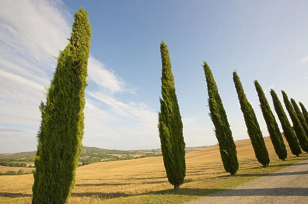 Italy, Tuscany. Road and cypress trees. Credit as: Gilles Delisle  /  Jaynes Gallery  /  DanitaDelimont
