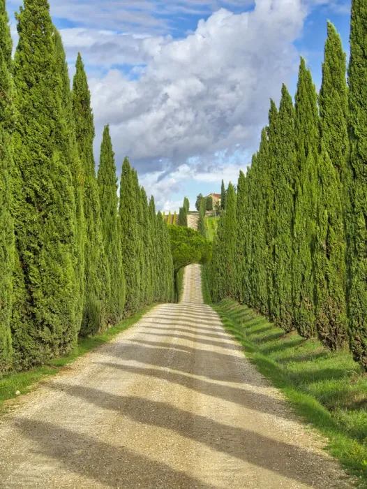 Framed Print : Italy, Tuscany. Road lined with Italian cypress leading to a villa Framed Print : Italy, Tuscany. Road lined with Italian cypress leading to a villa