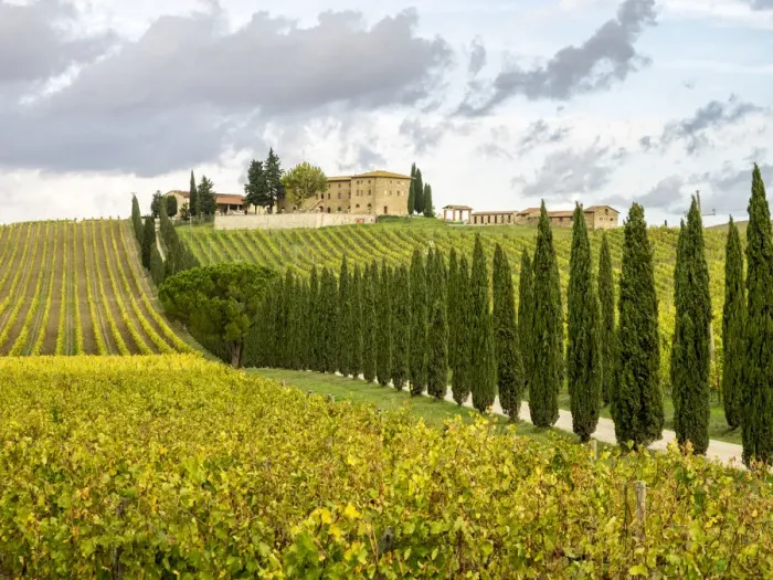 Framed Print : Italy, Tuscany. Road lined with Italian cypress trees leading to a villa